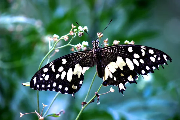 나비나 수있는 나비가 위에서 쉬면서 날개를 — 스톡 사진