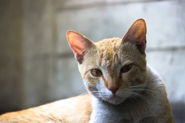 Lindo Gato Con Ojos Amarillos Bigotes Agradable Suave Esponjoso Pura — Foto de Stock