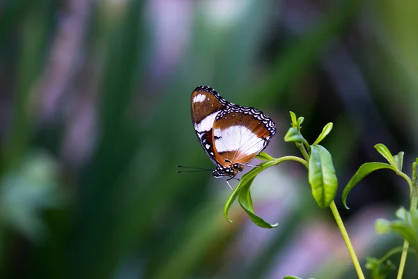 Яйцевая Бабочка Широко Раскрытыми Крыльями Естественном Свете Весной — стоковое фото