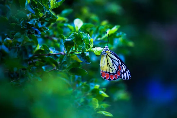 Papillon Indien Jézabel Reposant Sur Les Plantes Fleurs Printemps — Photo