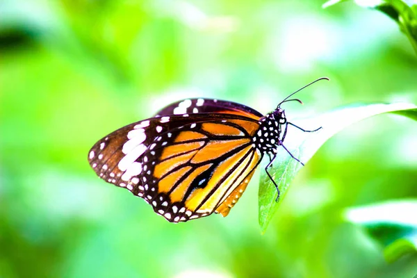 Mariposa Monarca Una Mariposa Monarca Que Alimenta Flores Durante Primavera —  Fotos de Stock