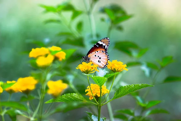 Tigre Uni Danaus Chrysippus Papillon Visitant Les Fleurs Iduring Printemps — Photo
