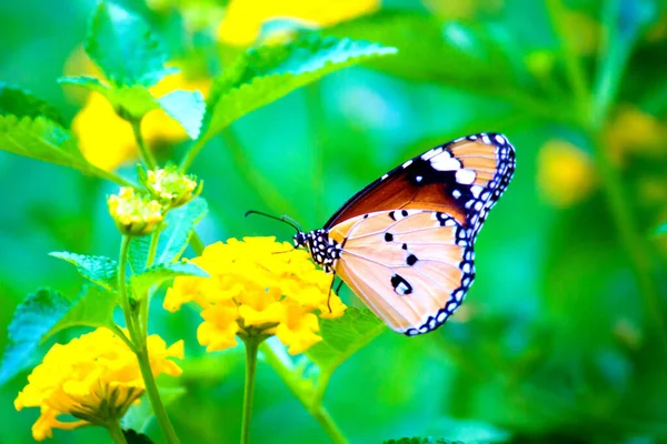 Tigre Llano Danaus Chrysippus Mariposa Visitando Flores Durante Primavera — Foto de Stock