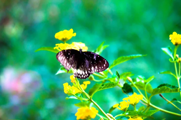 Euploea Core Corbeau Commun Reposant Sur Les Plantes Fleurs Printemps — Photo