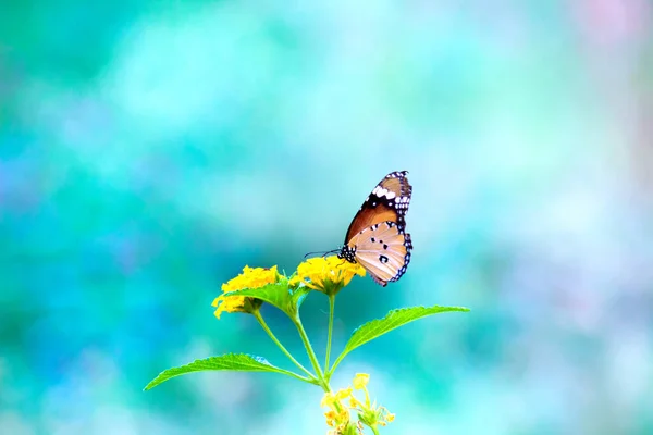 在自然界中 平原虎 达瑙斯蝴蝶正在欣赏花朵 — 图库照片
