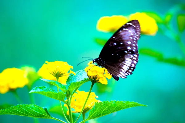 Euploea Core Common Crow Resting Flower Plants Spring Season — Stock Photo, Image