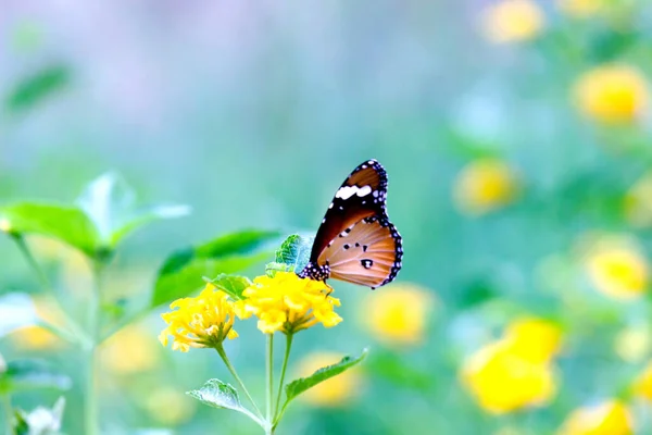 Tigre Uni Danaus Chrysippus Papillon Visitant Les Fleurs Dans Environnement — Photo