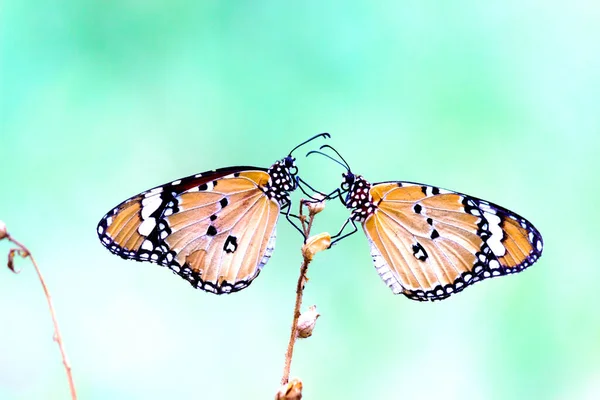 Dwa Zwykłe Tygrysie Motyle Siedzące Łodydze Wiosną — Zdjęcie stockowe