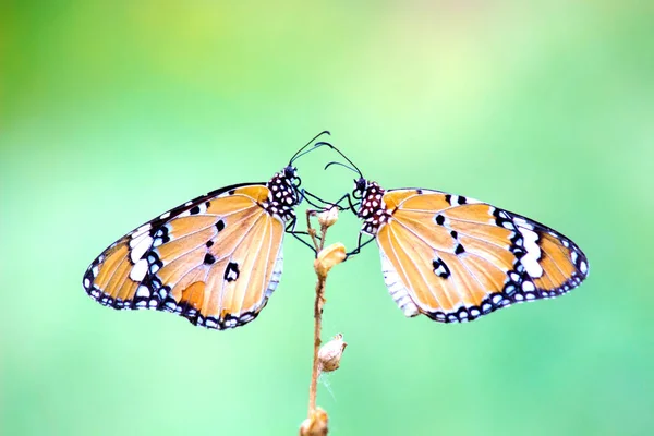 Due Semplici Farfalle Tigre Appollaiate Sul Gambo Durante Primavera — Foto Stock