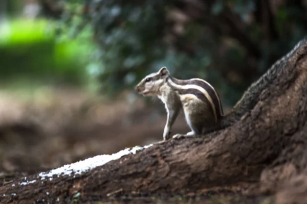 Squirrel Rodent Also Known Chipmunk Standing Paused Rock — Stock Photo, Image