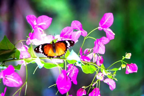 白虎达瑙斯蝴蝶栖息在金银花植物上 — 图库照片