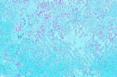 Grafik tasarımınız için renkli arkaplan duvar kağıdı şablonu Metin için boşluk ile çalışır