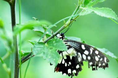  Papilio demoleus yaygın bir limon kelebeği ve kırlangıç kuyruğudur, aynı zamanda limon kelebeği, limon kırlangıcı ve kırlangıç kuyruğu olarak da bilinir.