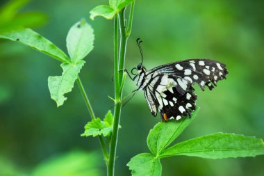  Papilio demoleus yaygın bir limon kelebeği ve kırlangıç kuyruğudur, aynı zamanda limon kelebeği, limon kırlangıcı ve kırlangıç kuyruğu olarak da bilinir.