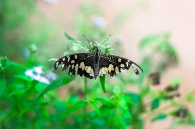 Papilio demoleus yaygın bir limon kelebeği ve kırlangıç kuyruğudur, aynı zamanda limon kelebeği, limon kırlangıcı ve kırlangıç kuyruğu olarak da bilinir.