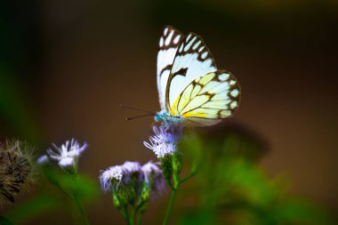Güzel bir kelebek baharda çiçeklerin üzerinde dinleniyor.