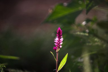 Celosia 'nın güzel portresi ya da yumuşak bulanık arka planda Horoz Tarağı çiçeği