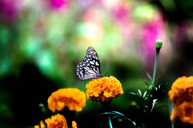 Mavi benekli süt otları kelebeği, danainae ya da süt otları bahar zamanı bitkilerin üzerinde dinlenir.