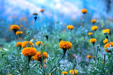 Bahçedeki diğer çiçekler arasında sarı ve turuncu kadife çiçekleri (tagetes) çiçek açarlar.