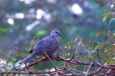 Columbidae ya da ağaç dalında sakince oturan Avrupalı kaplumbağa güvercin..