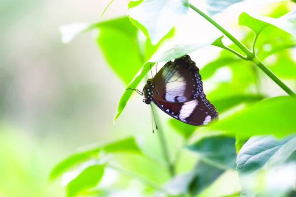 Borboleta Berinjela Descansando Sob Folha Uma Planta Com Bom Fundo — Fotografia de Stock