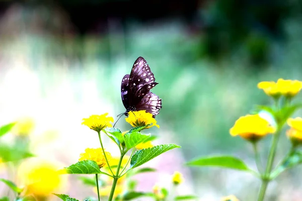 Ядро Euploea Известное Обыкновенная Ворона Бабочка Питающаяся Цветочными Растениями Мэриголд — стоковое фото