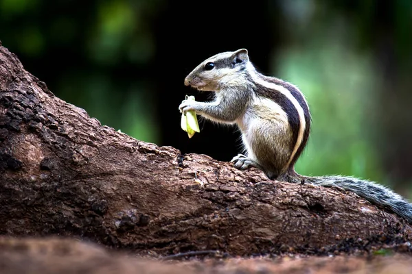 Squirrel Rodent Also Known Chipmunk Standing Paused Tree Trunk Its — Stock Photo, Image