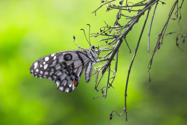 Divoká Zvěř Makro Obrázek Motýla Papilio Nebo Obecný Motýl Vápenec — Stock fotografie