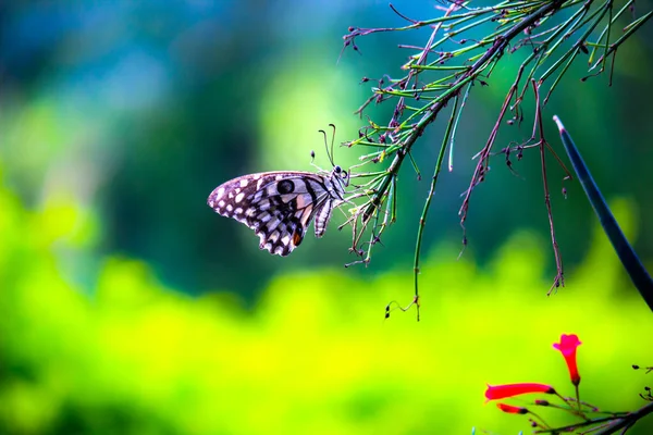Djurliv Makro Bild Papilio Fjäril Eller Den Gemensamma Lime Fjäril — Stockfoto