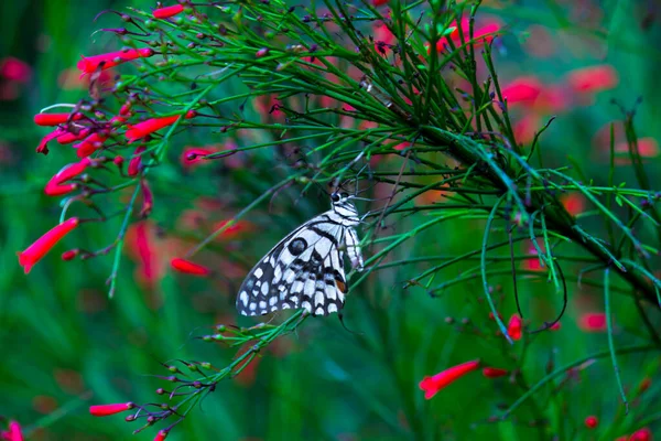 Makroaufnahme Des Papilio Schmetterlings Oder Des Gemeinen Limettenfalters Der Auf — Stockfoto