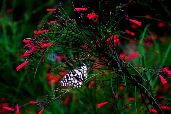 Wildlife Macro Picture Papilio Butterfly Common Lime Butterfly Resting Flower — Stock Photo, Image