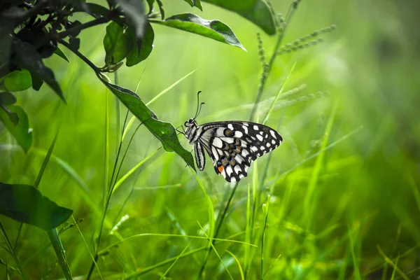 Vida Selvagem Macro Imagem Papilio Borboleta Common Lime Butterfly Descansando — Fotografia de Stock