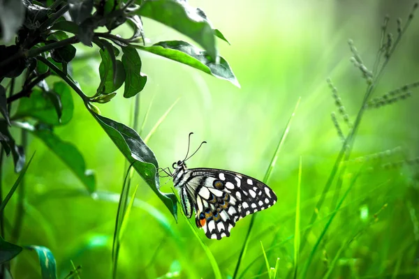 Papilio Kelebeği Nin Vahşi Yaşam Macro Resmi Yoksa Çiçek Bitkilerinin — Stok fotoğraf
