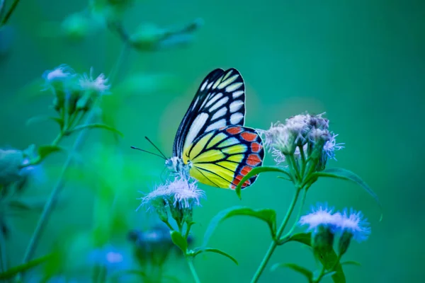 Delias Eucharis Farfalla Jezebel Visita Piante Fiore Nettare Durante Stagione — Foto Stock