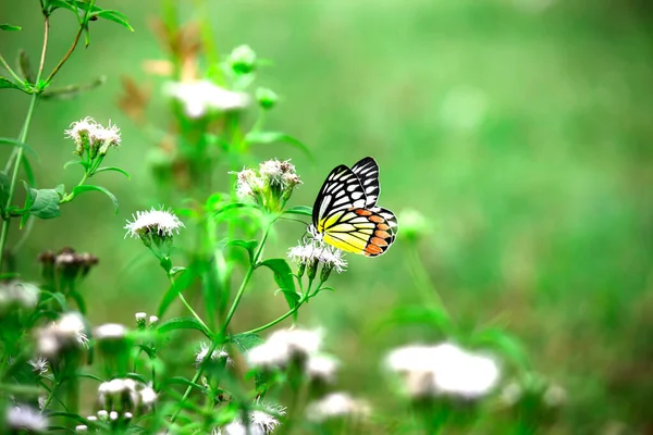 Papillon Indien Jézabel Delias Eucharis Reposant Sur — Photo