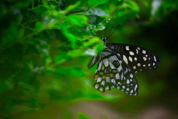 Wildlife Macro Picture Papilio Butterfly Common Lime Butterfly Resting Flower — Stock Photo, Image