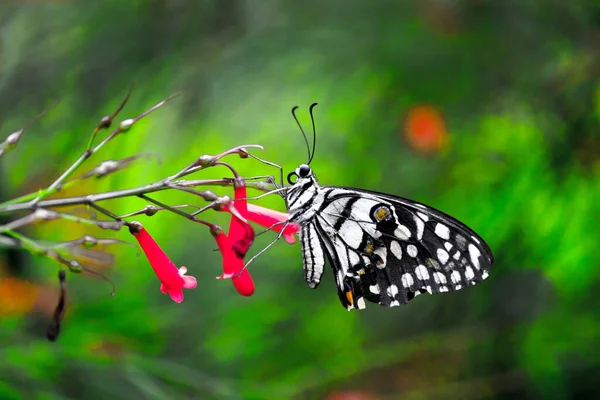 Животный Мир Макро Картина Papilio Бабочка Бабочка Common Lime Бабочка — стоковое фото