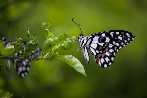 Fauna Selvatica Macro Foto Papilio Farfalla Calce Comune Farfalla Poggiando — Foto Stock