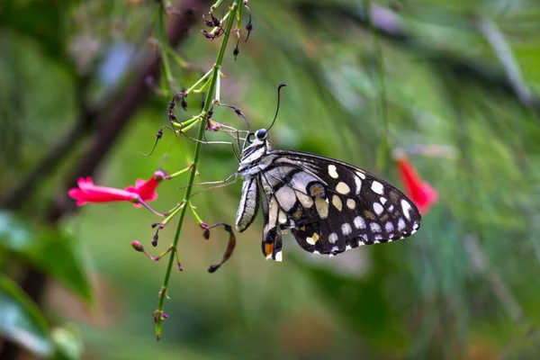 Fauna Selvatica Macro Foto Papilio Farfalla Calce Comune Farfalla Poggiando — Foto Stock