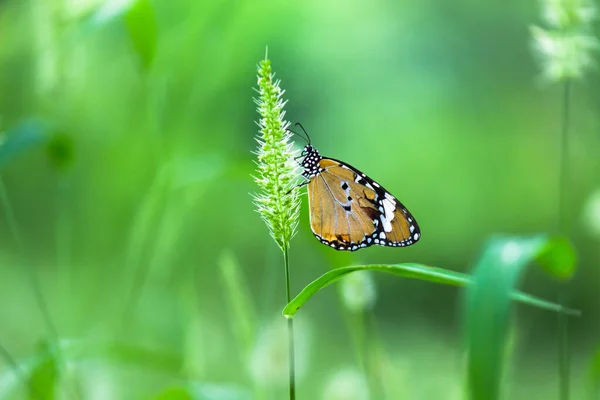 Papilio Demoleus Uma Borboleta Limão Comum Cauda Andorinha Generalizada Também — Fotografia de Stock