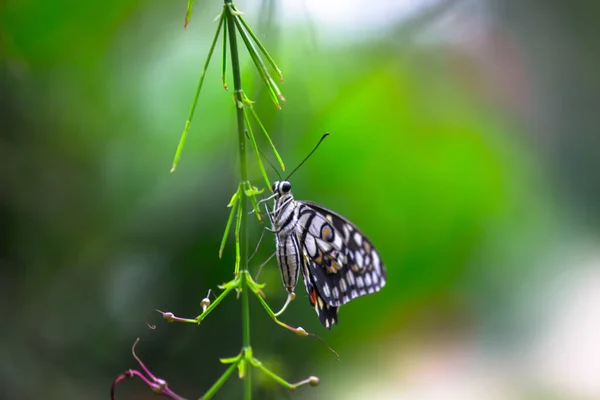 Papilio Demoleus Ist Ein Verbreiteter Kalkfalter Und Verbreiteter Schwalbenschwanz Ist — Stockfoto