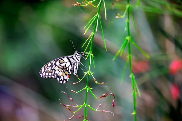 Papilio Demoleus Common Lime Butterfly Widespread Swallowtail Also Known Lemon — стоковое фото