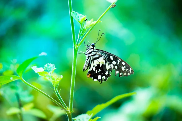 Papilio Demoleus Поширеним Лимонним Метеликом Поширеним Колючим Хвостом Він Також — стокове фото