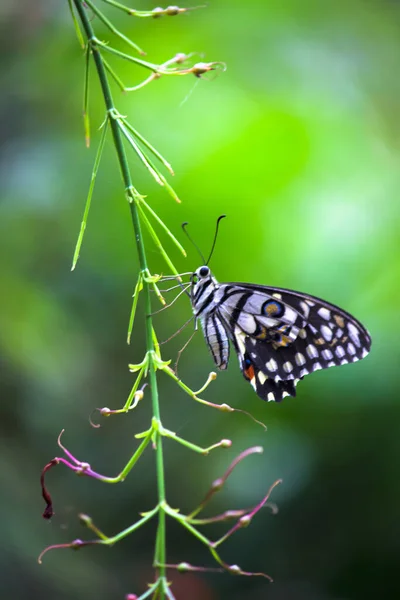 Papilio Demoleus Vanlig Lime Fjäril Och Utbredd Svälja Svans Det — Stockfoto