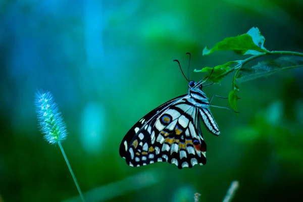 Papilio Demoleus Een Gewone Linde Vlinder Wijdverspreide Swallowtail Het Ook — Stockfoto