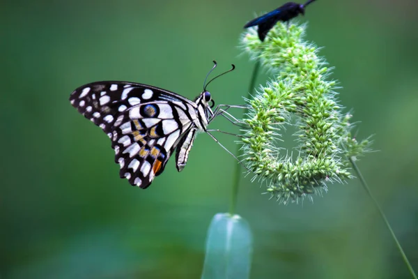 Papilio Demoleus Είναι Μια Κοινή Πεταλούδα Ασβέστη Και Διαδεδομένη Χελιδόνι — Φωτογραφία Αρχείου