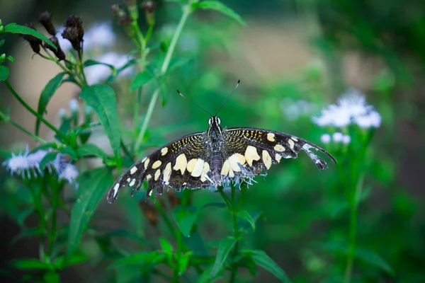 리오데몰 레우스 Papilio Demoleus 일반적 나비이며 분포되어 호랑나비로 도알려져 있으며 — 스톡 사진