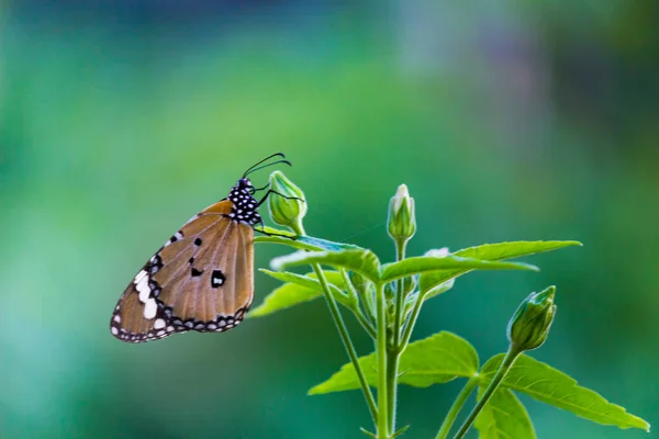 Обыкновенный Тигр Danaus Chrysippus Бабочка Посещая Цветы Природе Весной — стоковое фото