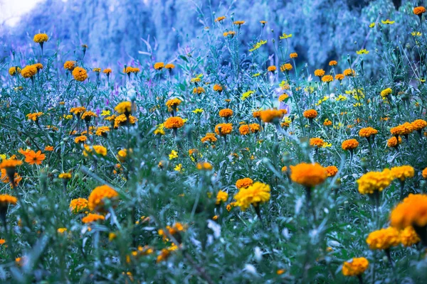 Gele Oranje Goudsbloem Tagetes Bloei Onder Andere Bloemen Tuin — Stockfoto