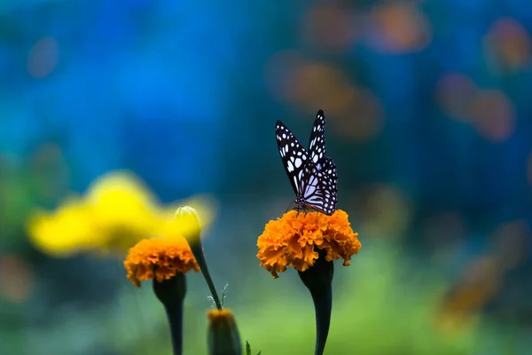 Blue Spotted Milkweed Butterfly Danainae Milkweed Butterfly Resting Plants Springtime — Stock Photo, Image